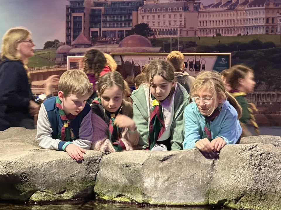 Cubs Sleep with Sharks!